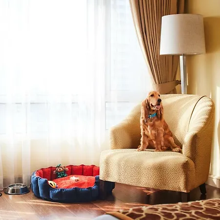 President - Ihcl Seleqtions Hotel Mumbai Exterior photo A dog in a hotel room